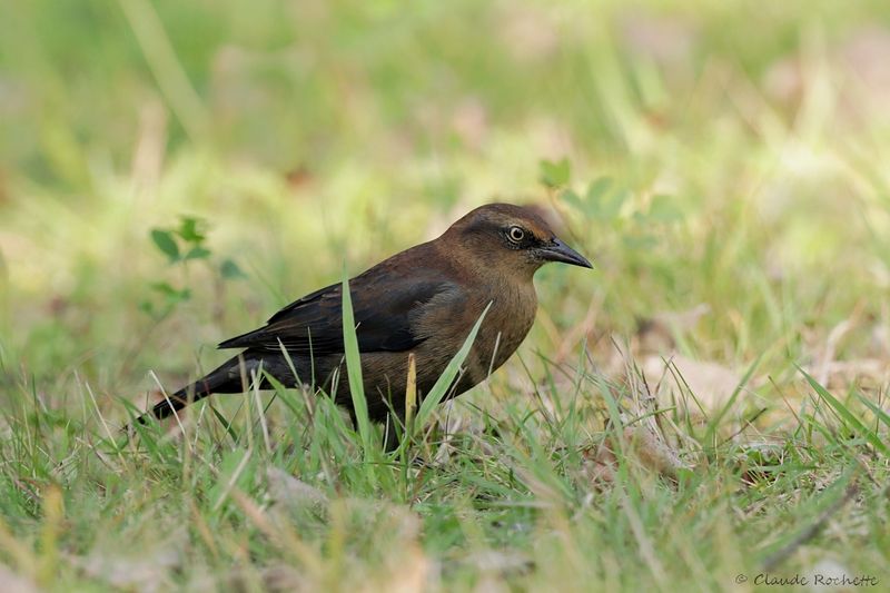 Quiscale rouilleux / Rusty Blackbird