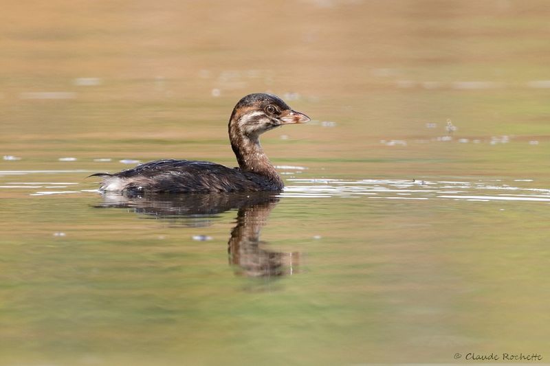 Grèbe à bec bigarré / Pied-billed Grebe