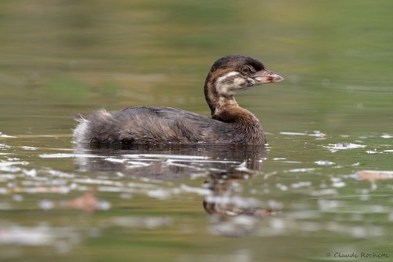 Grèbe à bec bigarré / Pied-billed Grebe
