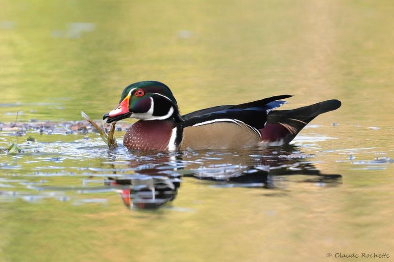 Canard branchu / Wood Duck