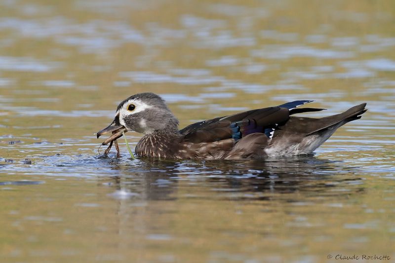 Canard branchu / Wood Duck