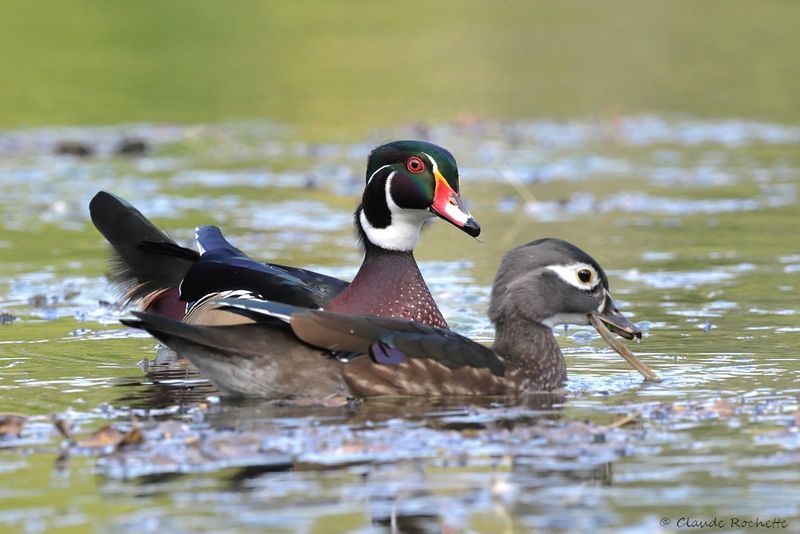 Canard branchu / Wood Duck