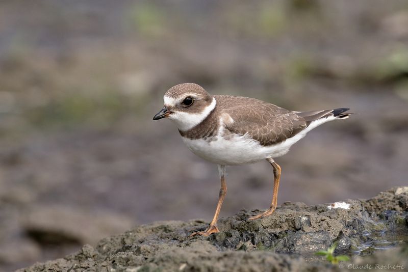 Pluvier semipalmé / Semipalmated Plover