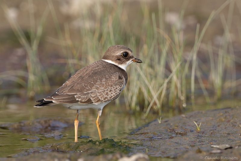 Pluvier semipalmé / Semipalmated Plover