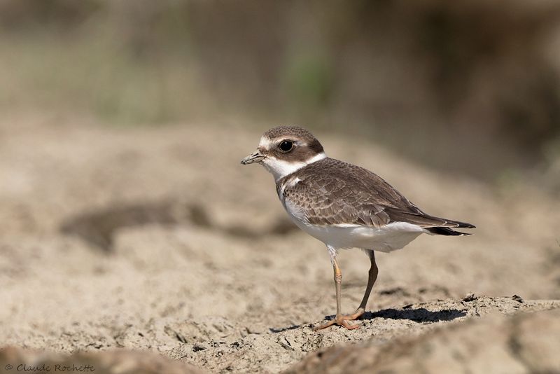 Pluvier semi-palmé / Semipalmated Plover