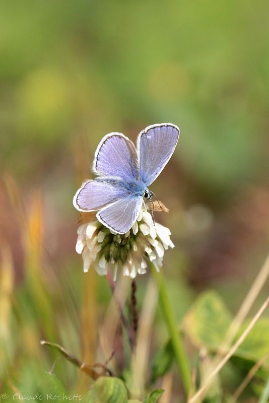 Azur commun / Common Blue