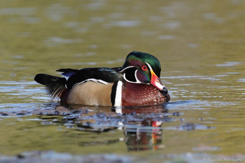 Canard branchu / Wood Duck