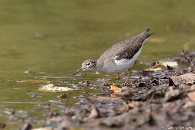 Chevalier grivelé / Spotted Sandpiper