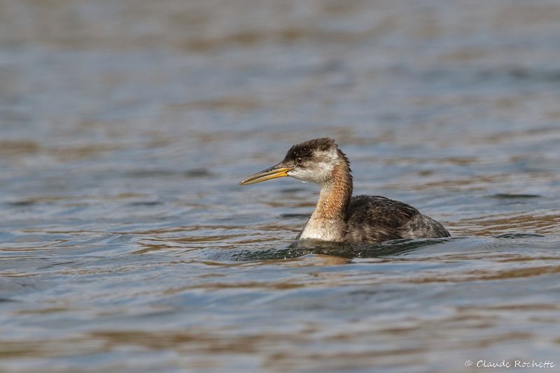 Grèbe jougris / Red-necked Grebe