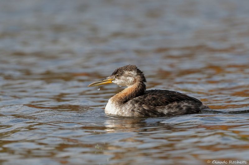 Grèbe jougris / Red-necked Grebe
