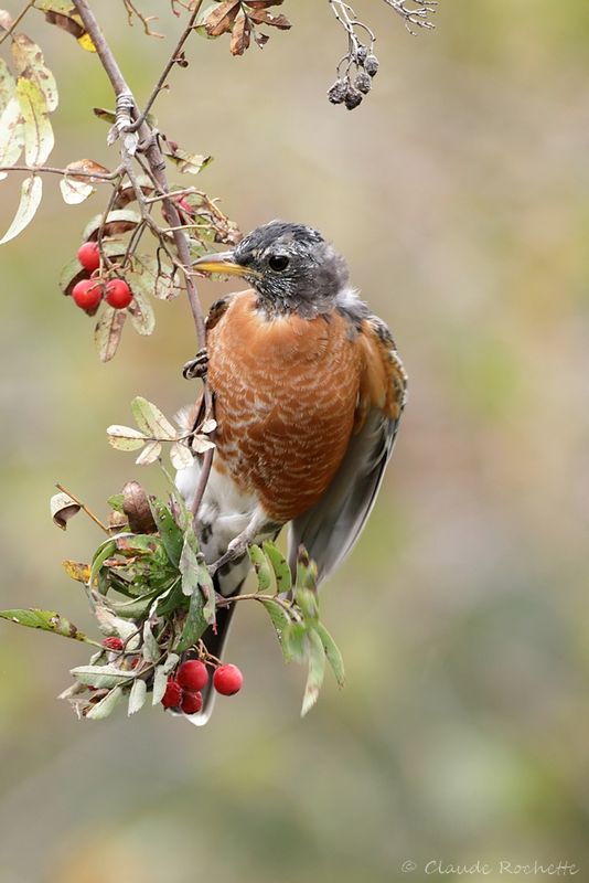 Merle d'Amérique / American Robin