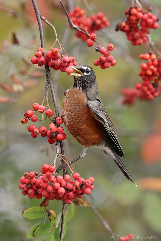 Merle d'Amérique / American Robin