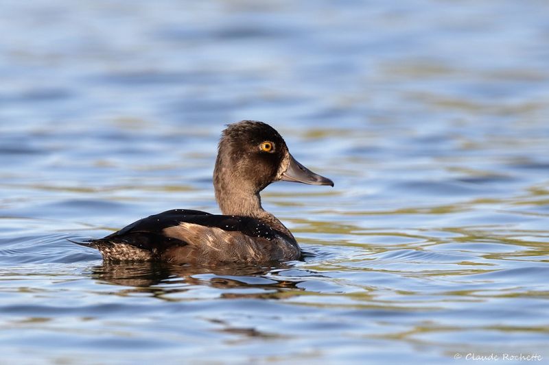 Fuligule à colier / Ring-necked Duck