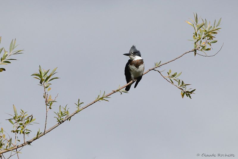 Martin pêcheur / Belted Kingfisher