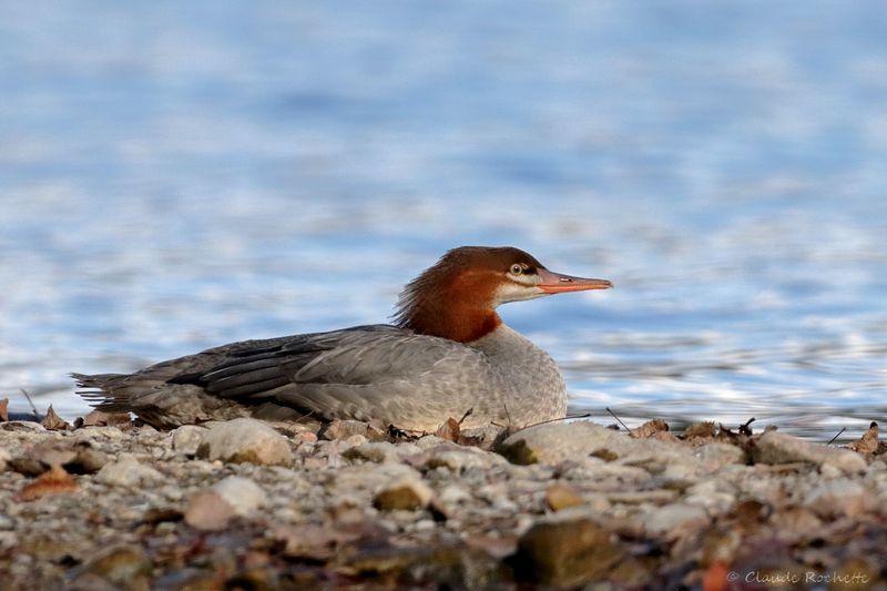 Grand harle / Common Merganser
