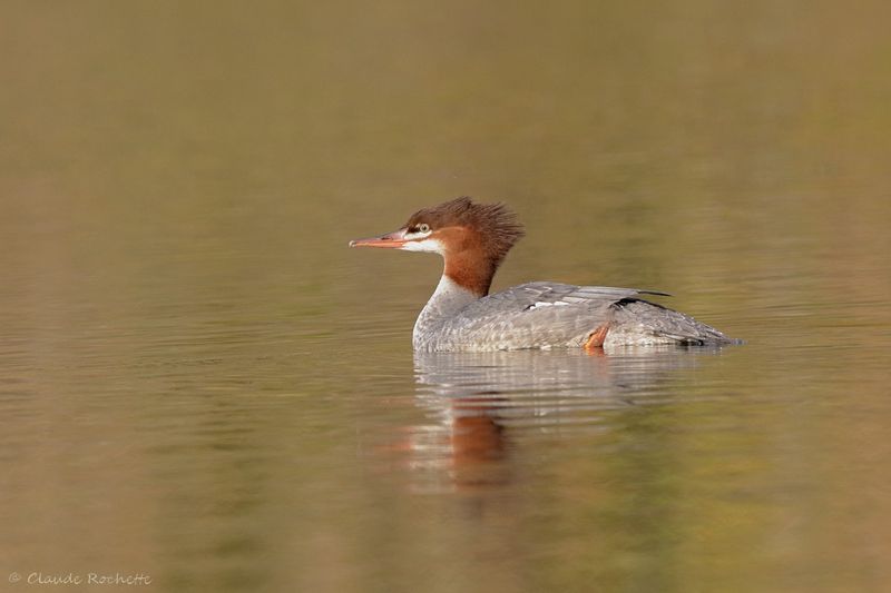 Grand harle / Common Merganser
