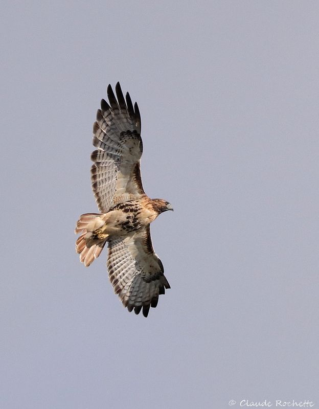 Buse à queue rousse / Red-tailed Hawk