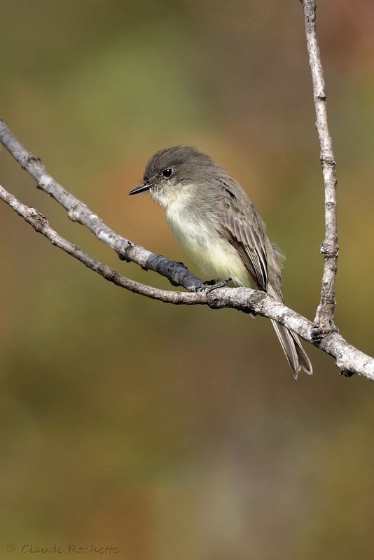 Moucherolle phébi / Eastern Phoebe