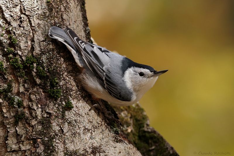 Sittelle à poitrine blanche / White-breasted Nuthatch