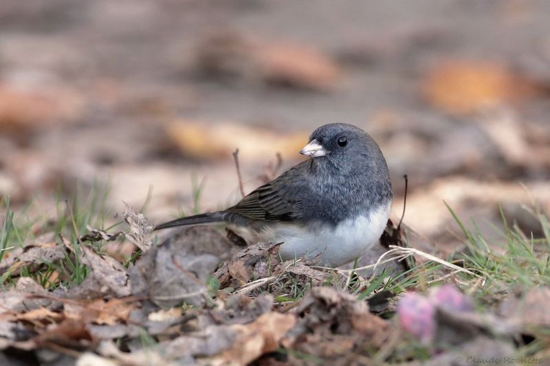 Junco ardoisé / Dark-eyed Junco