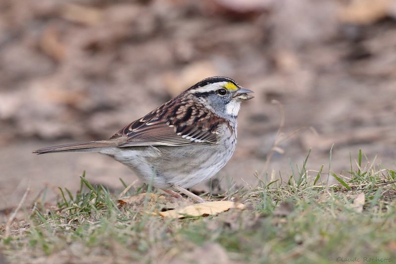 Bruant à gorge blanche / White-throated Sparrow