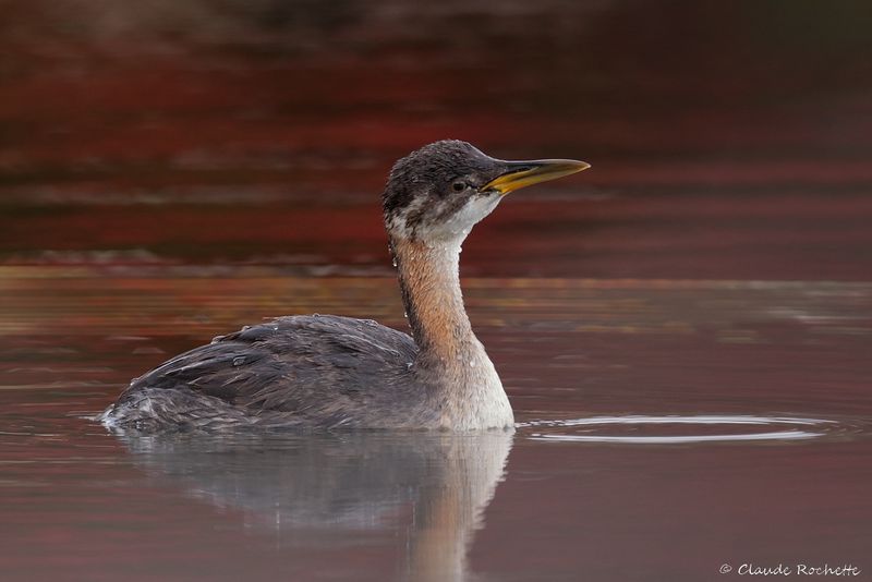 Grèbe jougris / Red-necked Grebe