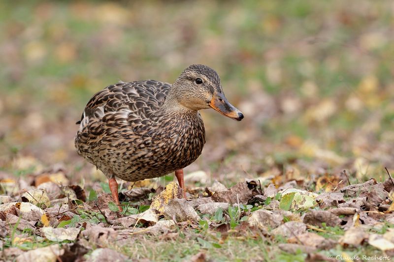 Canard colvert / Mallard
