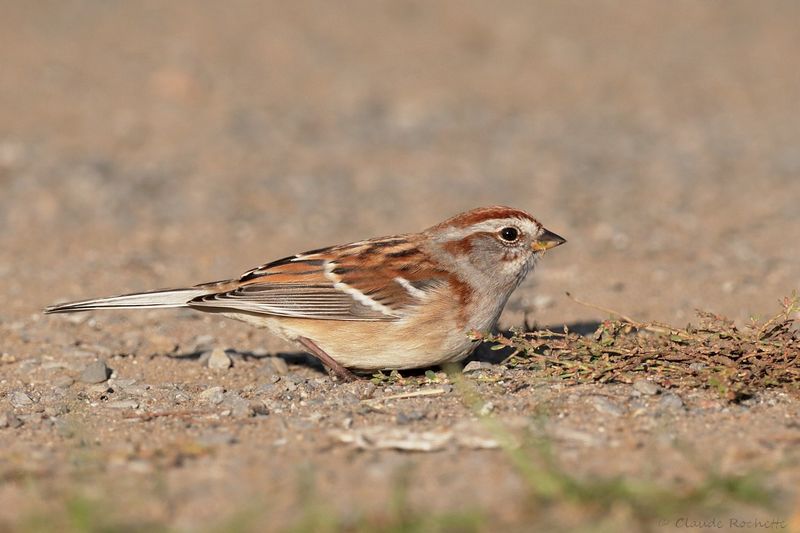 Bruant hudsonien / American Tree Sparrow