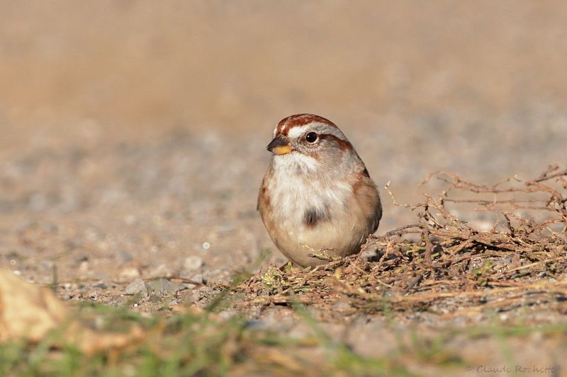 Bruant hudsonien / American Tree Sparrow
