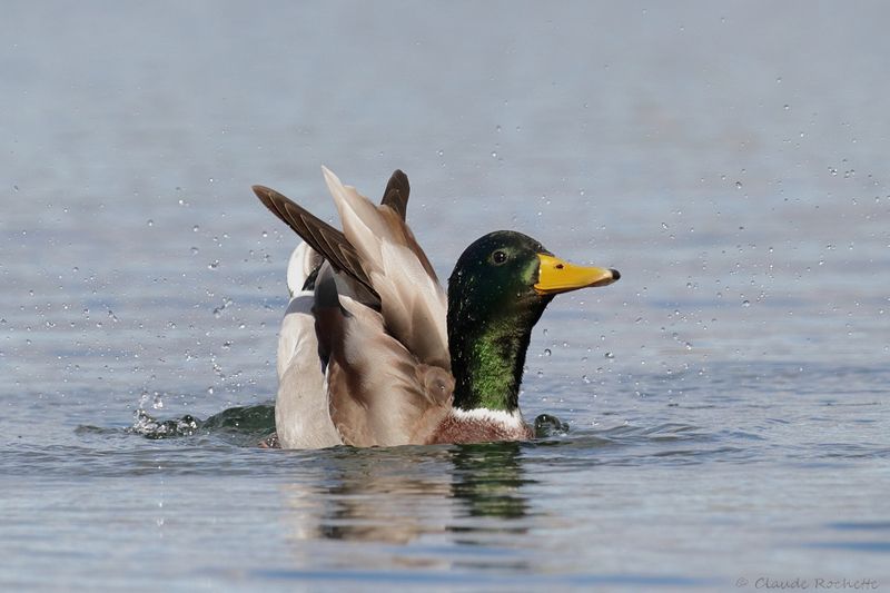 Canard colvert / Mallard