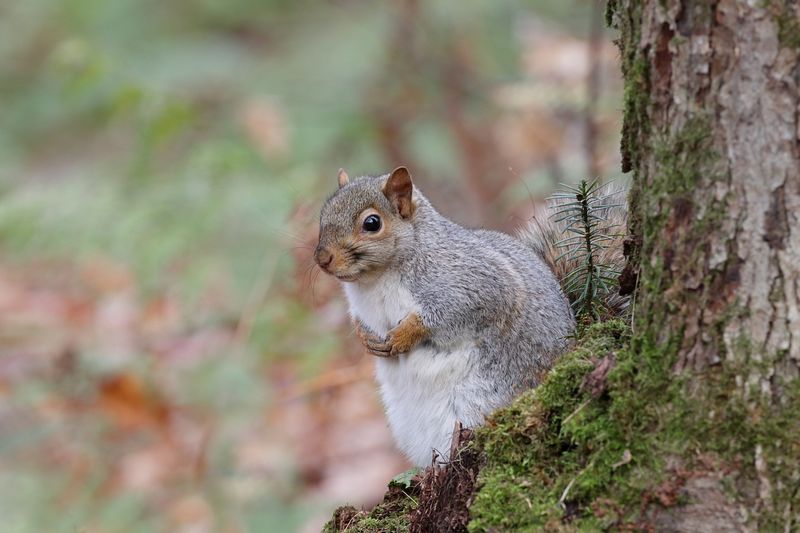 Écureuil gris / Eastern grey squirrel
