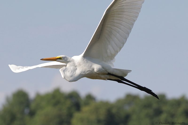 Grande aigrette / Great Egret