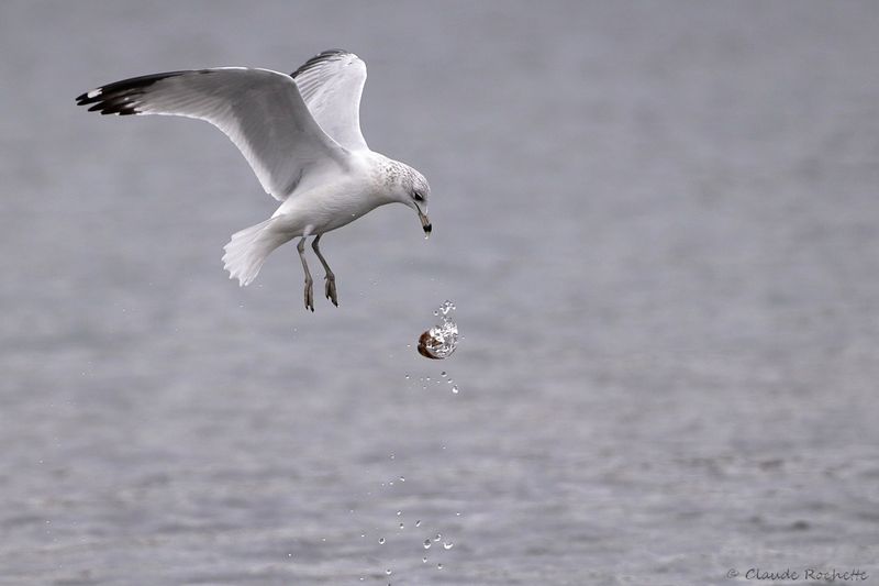 Goéland à bec cerclé / Ring-billed Gull