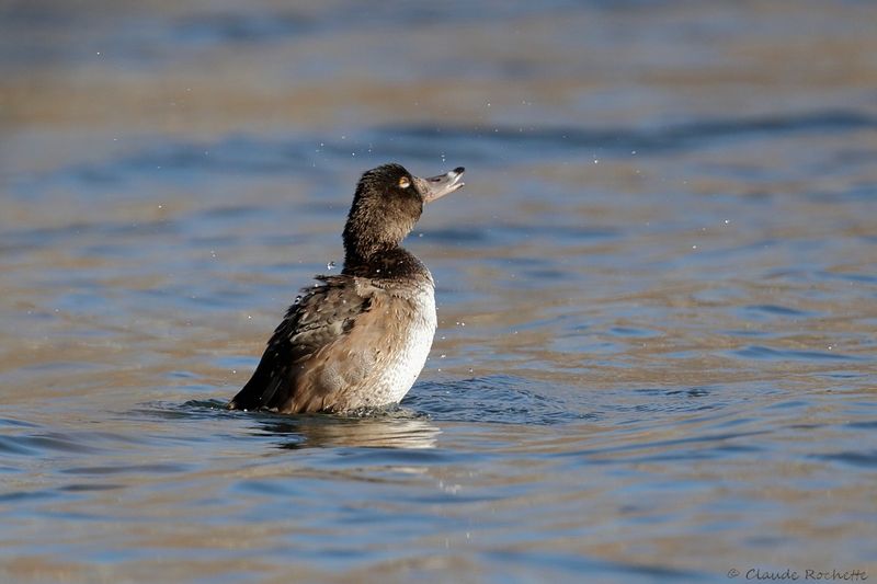 Fuligule à collier / Ring-necked Duck
