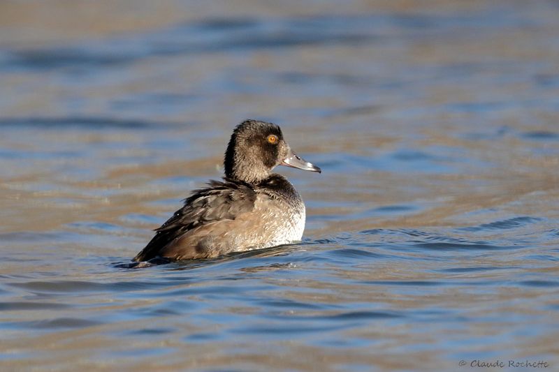 Fuligule à collier / Ring-necked Duck