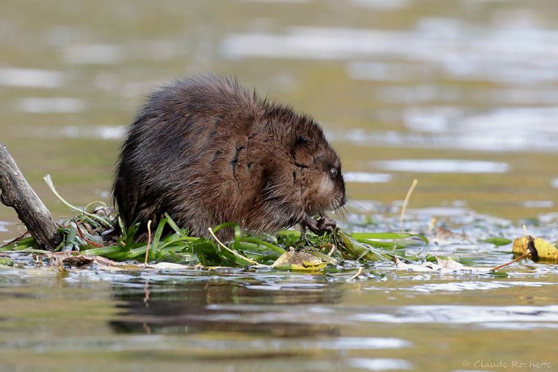 Rat musqué / Muskrat