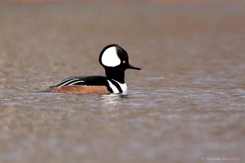Harle couronné / Hooded Merganser