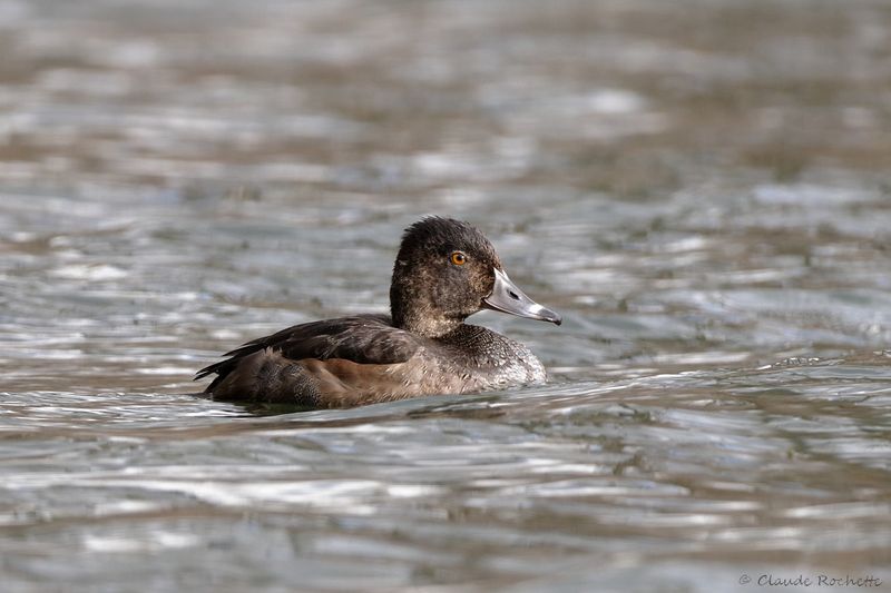 Fuligule à collier / Ring-necked Duck
