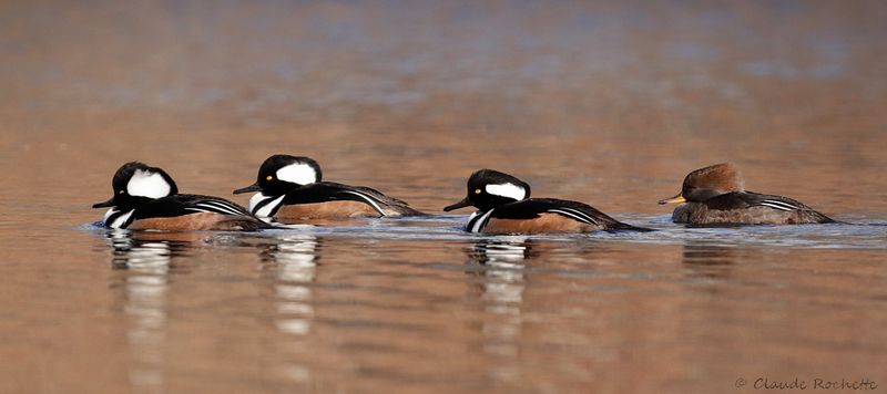 Harle couronné / Hooded Merganser