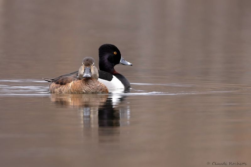 Fuligule à collier / Ring-necked Duck