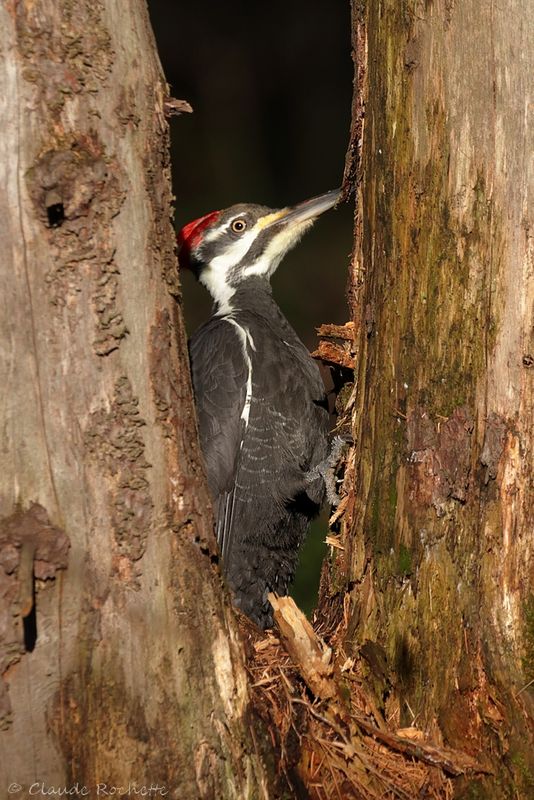 Grand pic / Pileated Woodpecker
