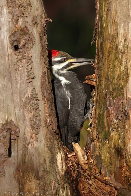 Grand pic / Pileated Woodpecker