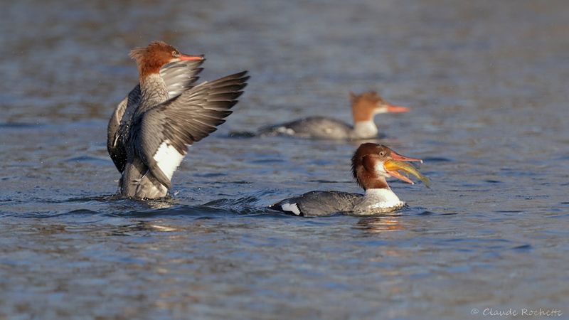 Grand harle / Common Merganser