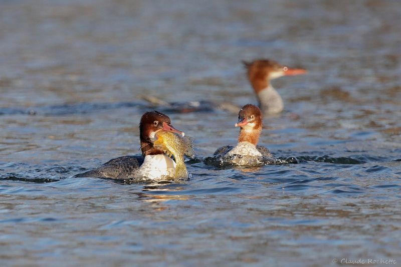 Grand harle / Common Merganser