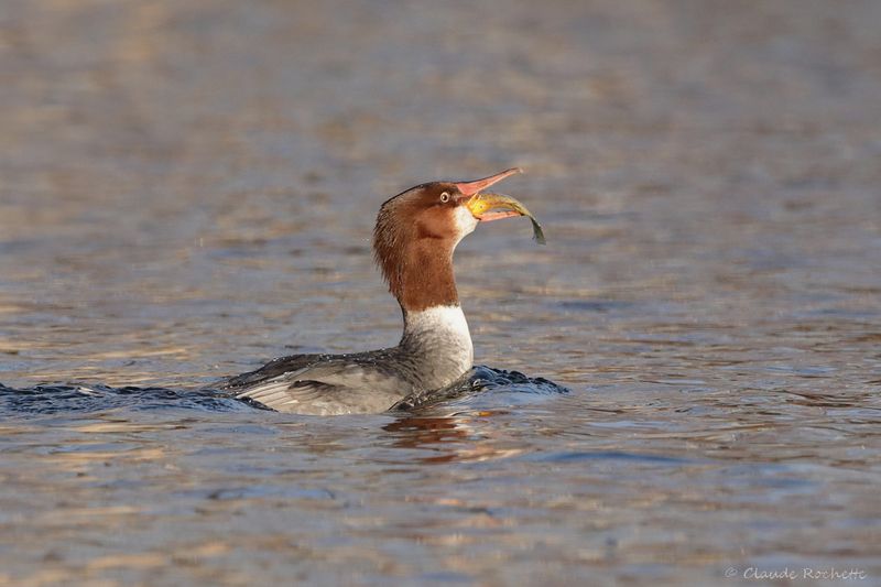 Grand harle / Common Merganser