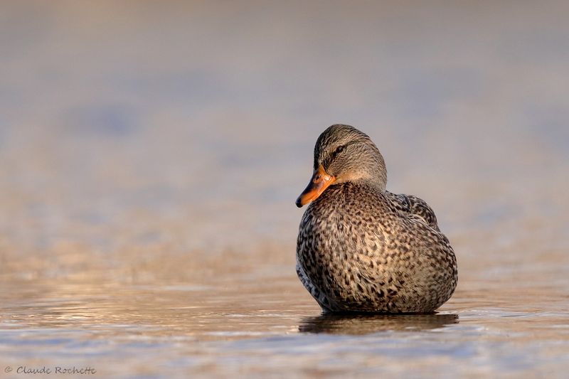 Canard colvert / Mallard