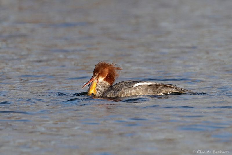 Grand harle / Common Merganser
