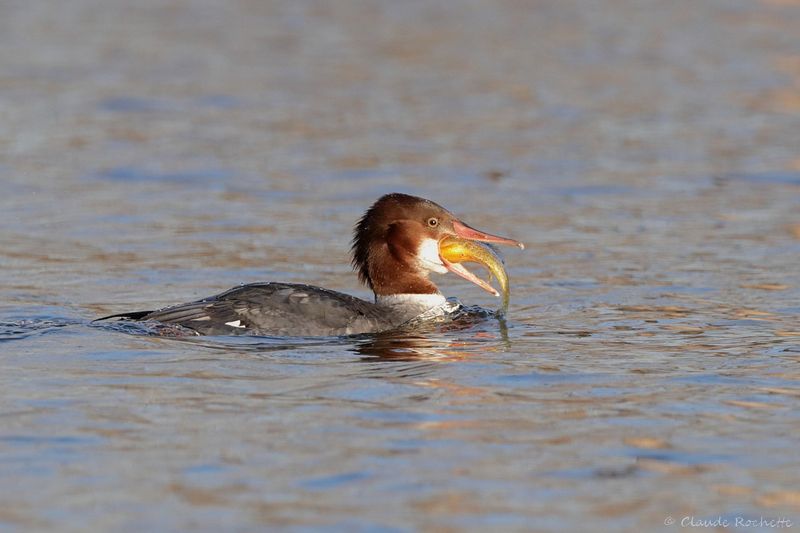 Grand harle / Common Merganser