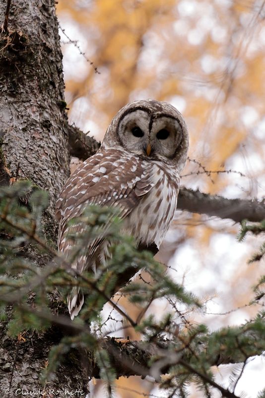 Chouette rayée / Barred Owl