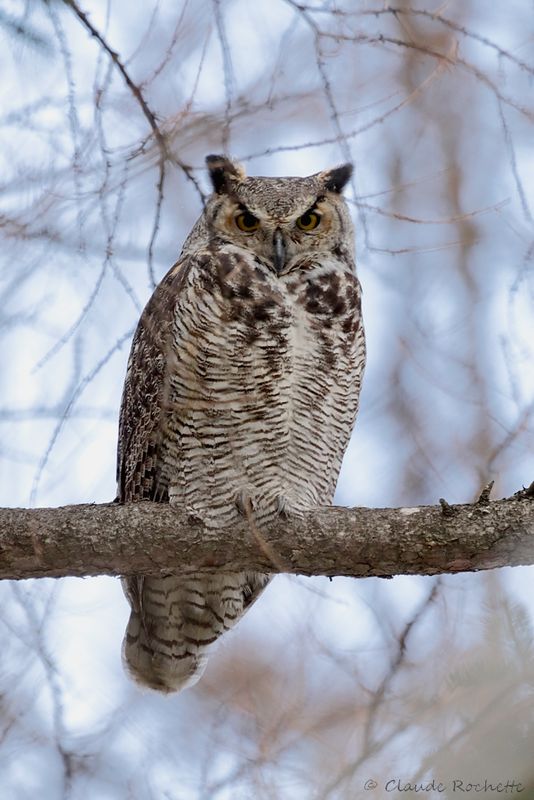 Grand duc d'Amérique / Great Horned Owl